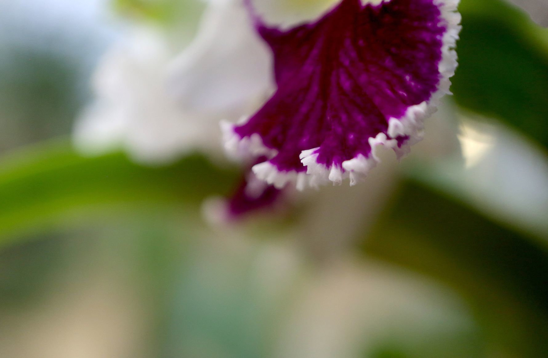 Orchid Show opens at Missouri Botanical Garden